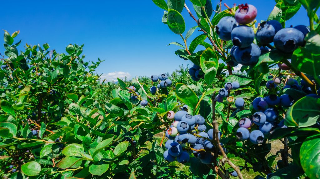 Featured image for “USDA AFRI Grant to Allow Researchers to Help Southern Blueberry Growers in States Like Alabama”