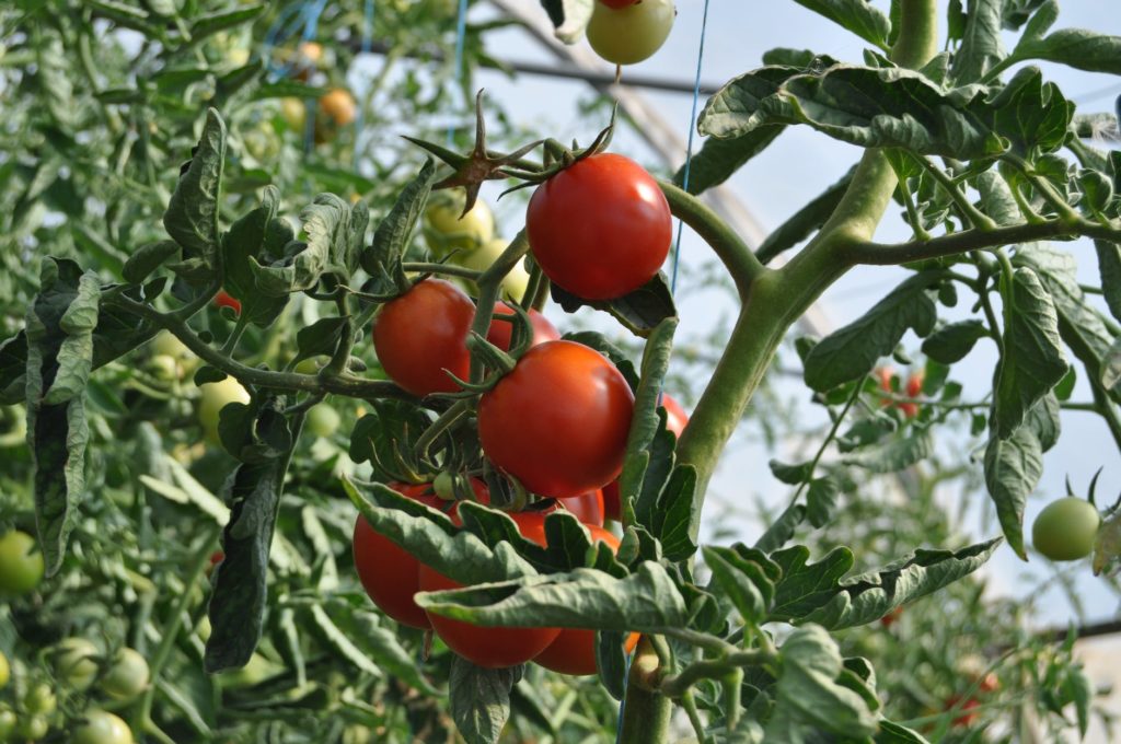 Florida tomato production