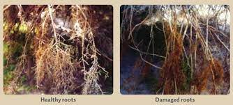 Blueberry Root Rot Disease