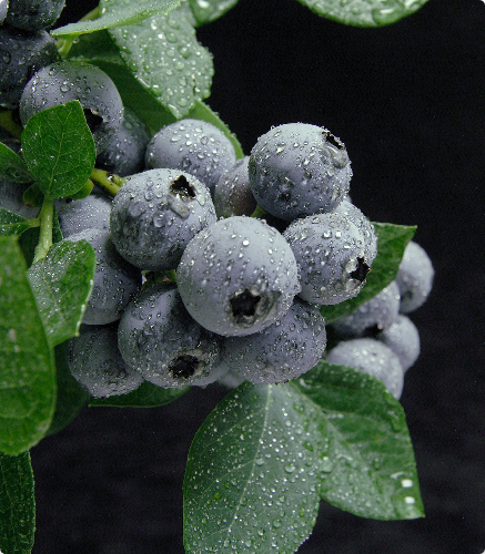 Blueberry Production