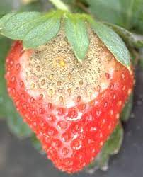 Botrytis in Strawberries