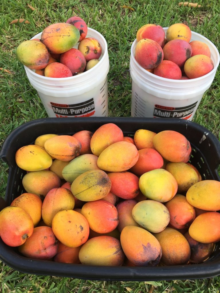 Florida Mango Supply