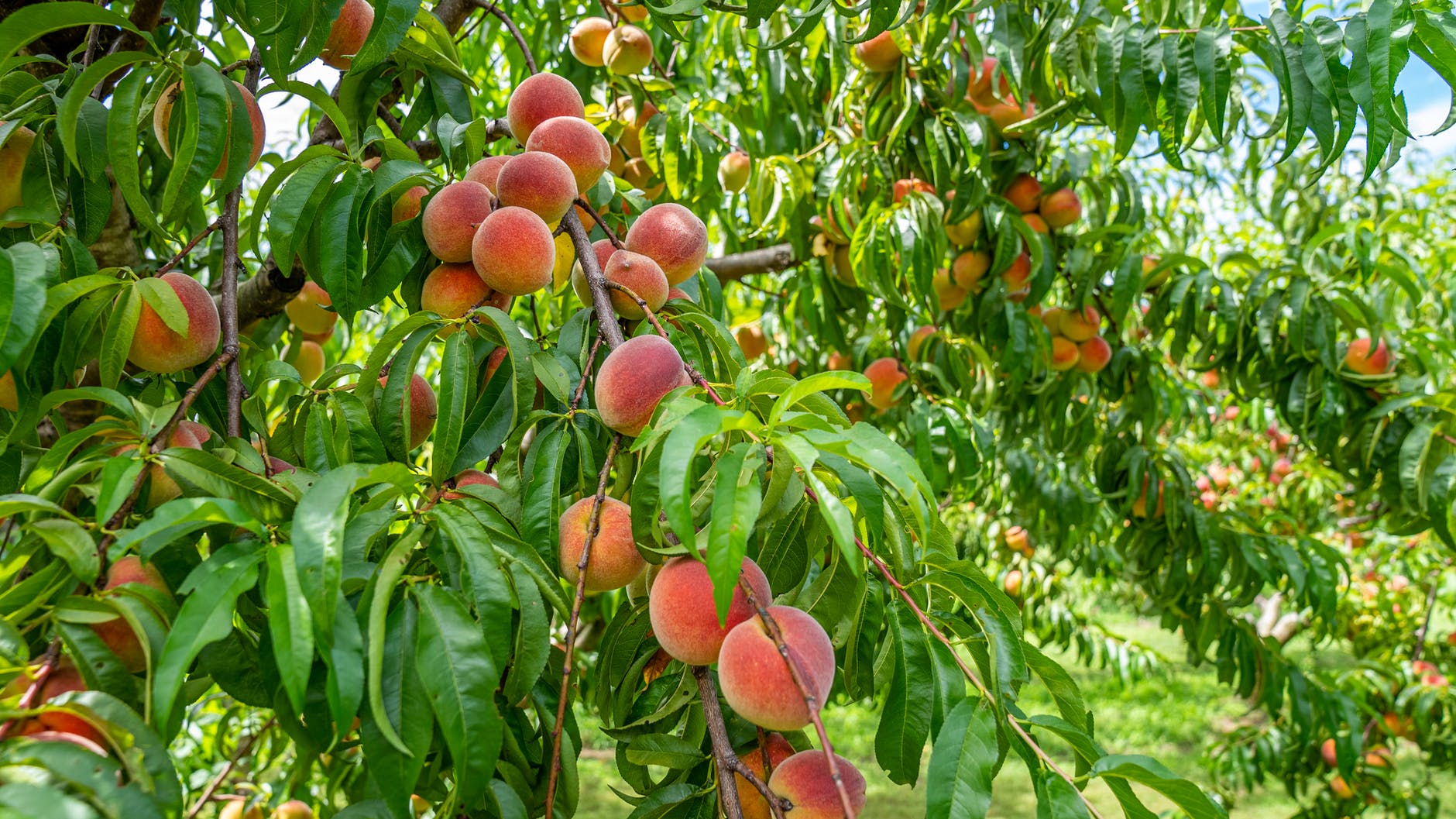 Peach Producers