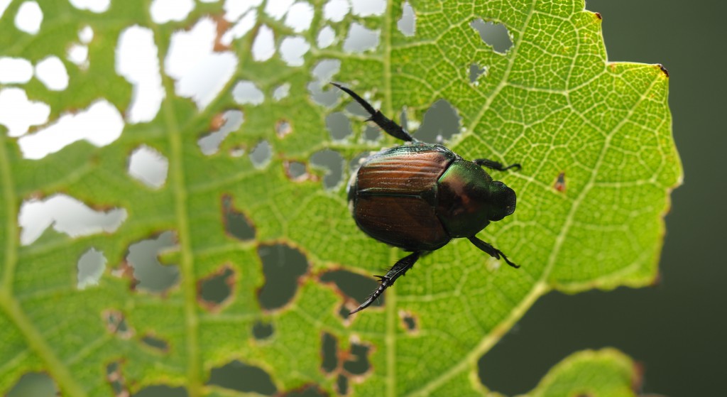 Japanese Beetle Season