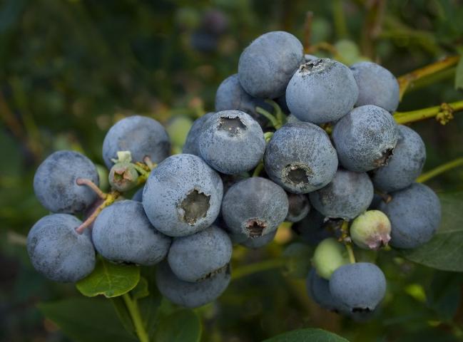 Blueberry quality