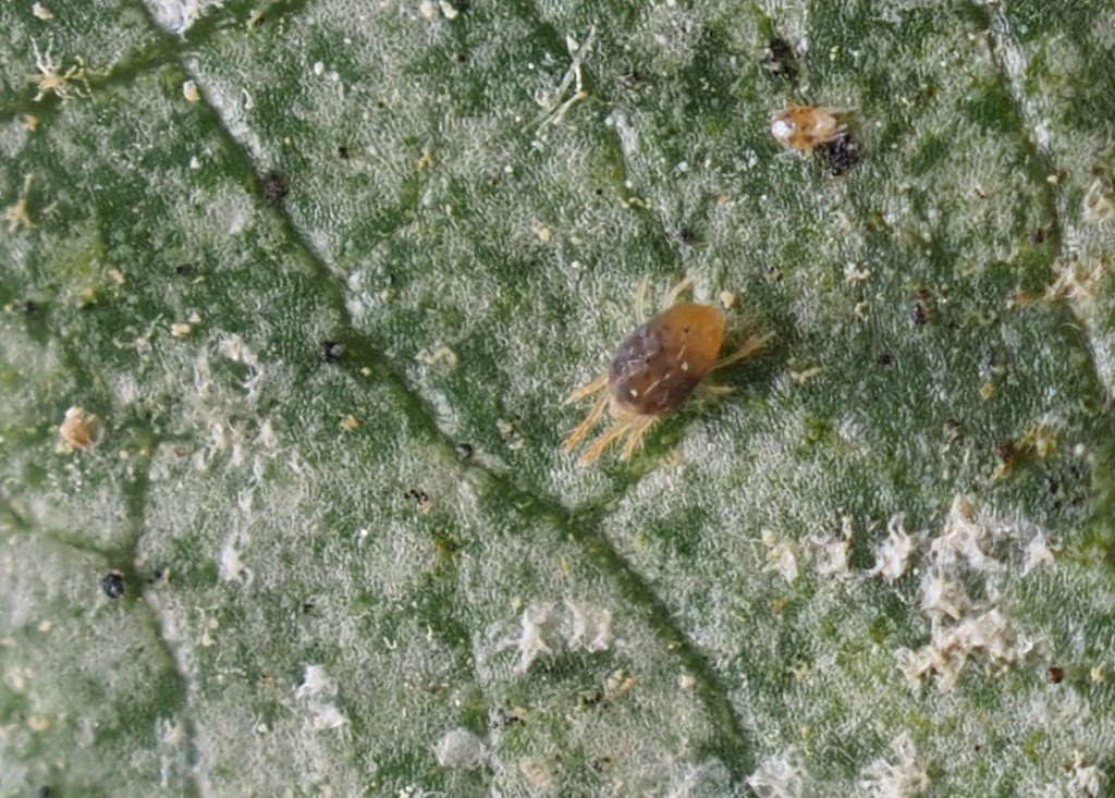 Hot, dry weather increases risk of spider mites and thrips in