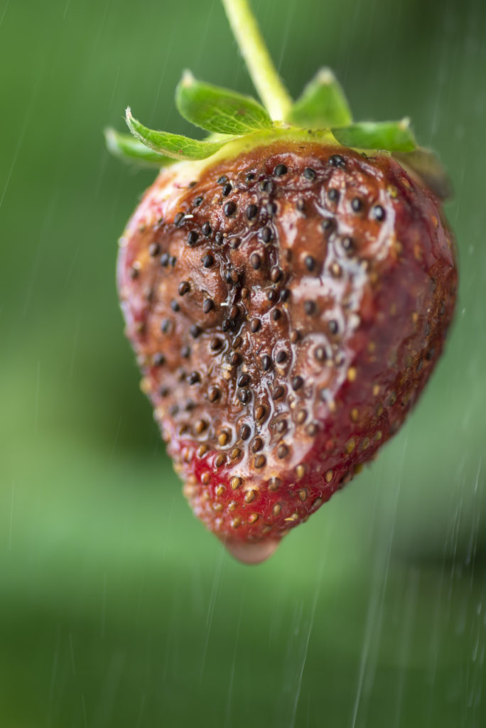 Management of Gray Mold in Strawberries - Alabama Cooperative Extension  System