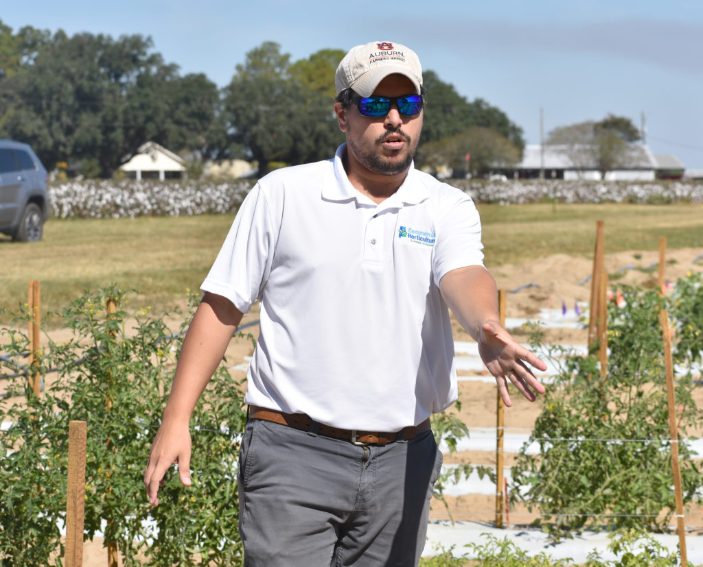 Whitefly management