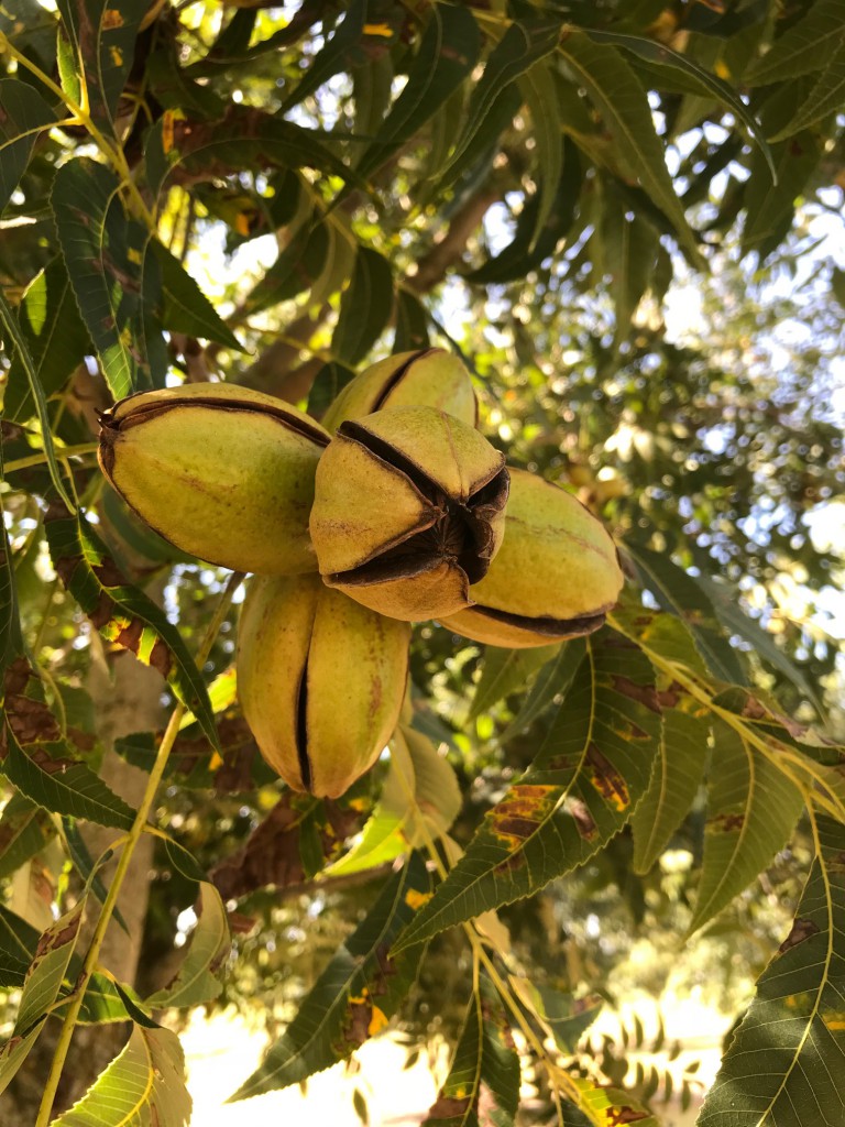 Pecan irrigation