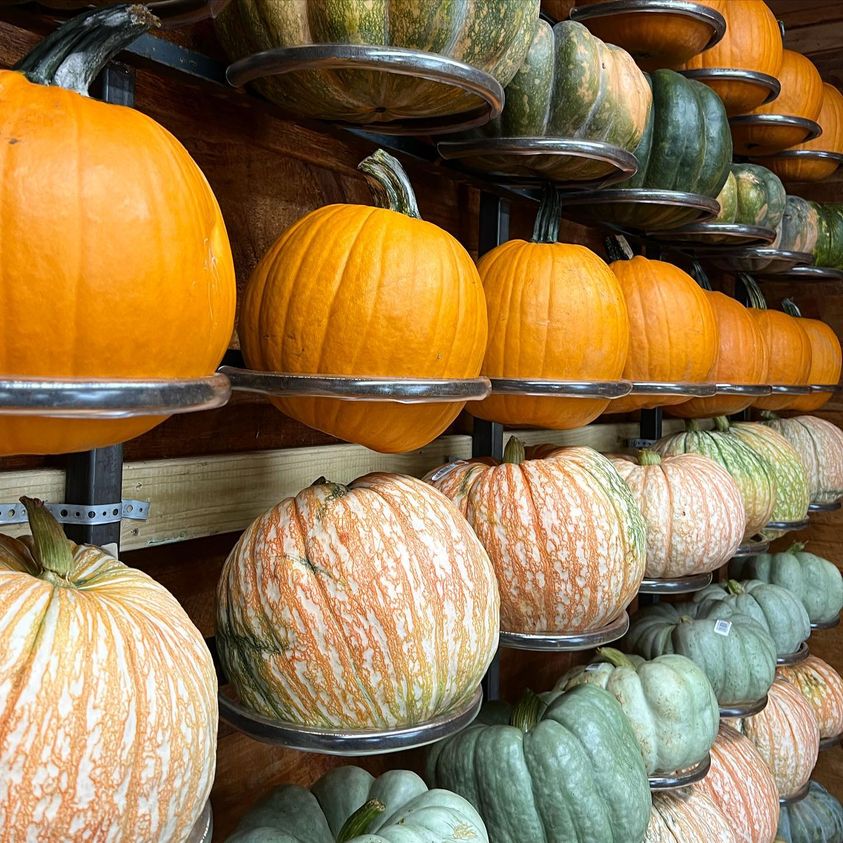 Pumpkin production