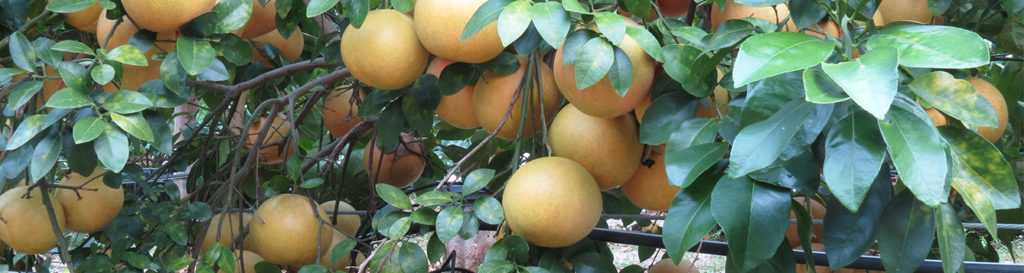 Citrus Breeding