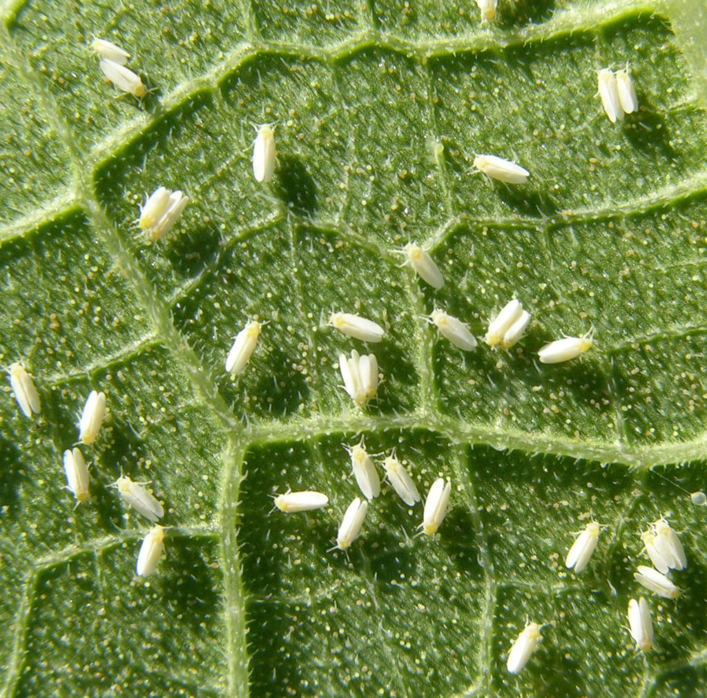 Whiteflies