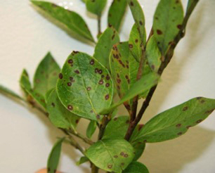 Blueberry leaf spots