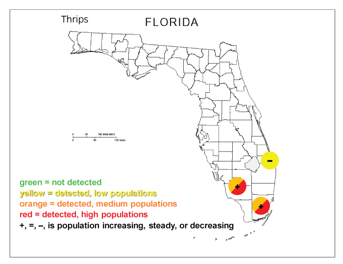 Florida thrips pressure