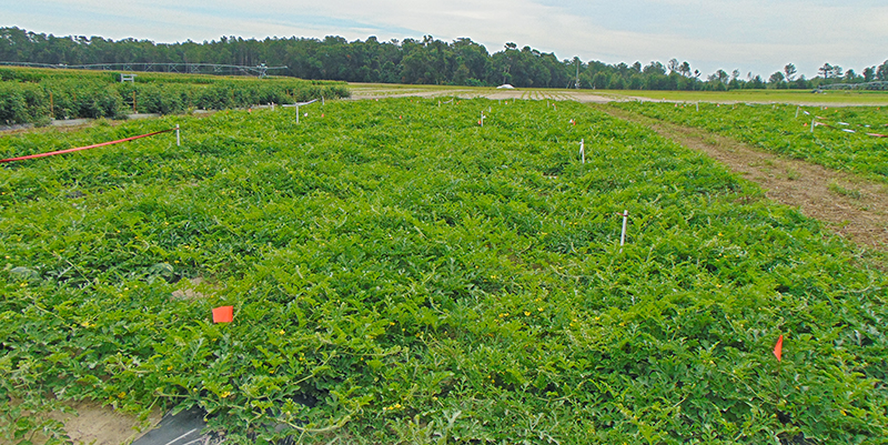 North Florida watermelon plantings