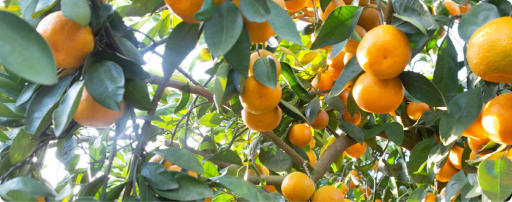 Georgia citrus industry