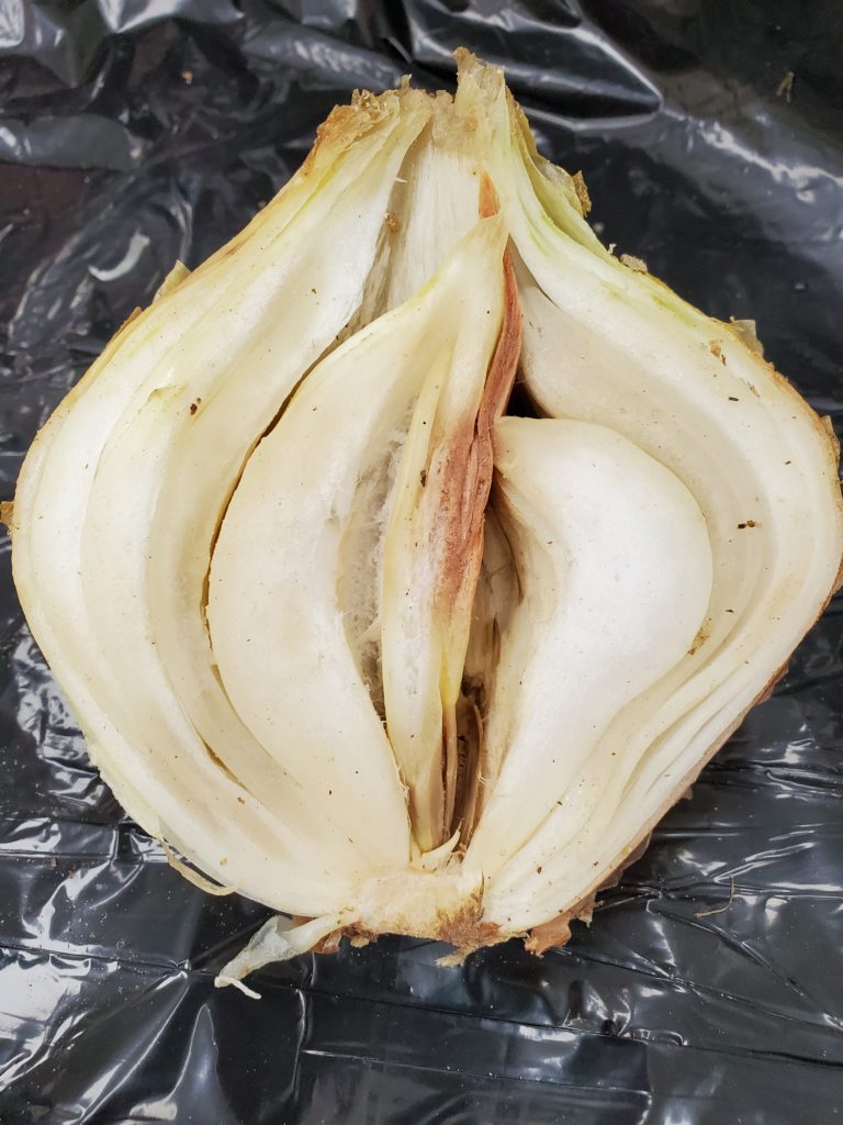 Organic onion production