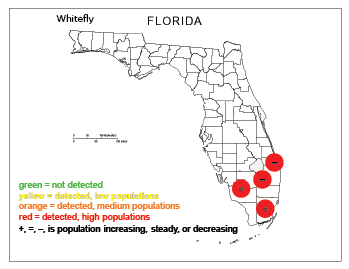 Florida whiteflies