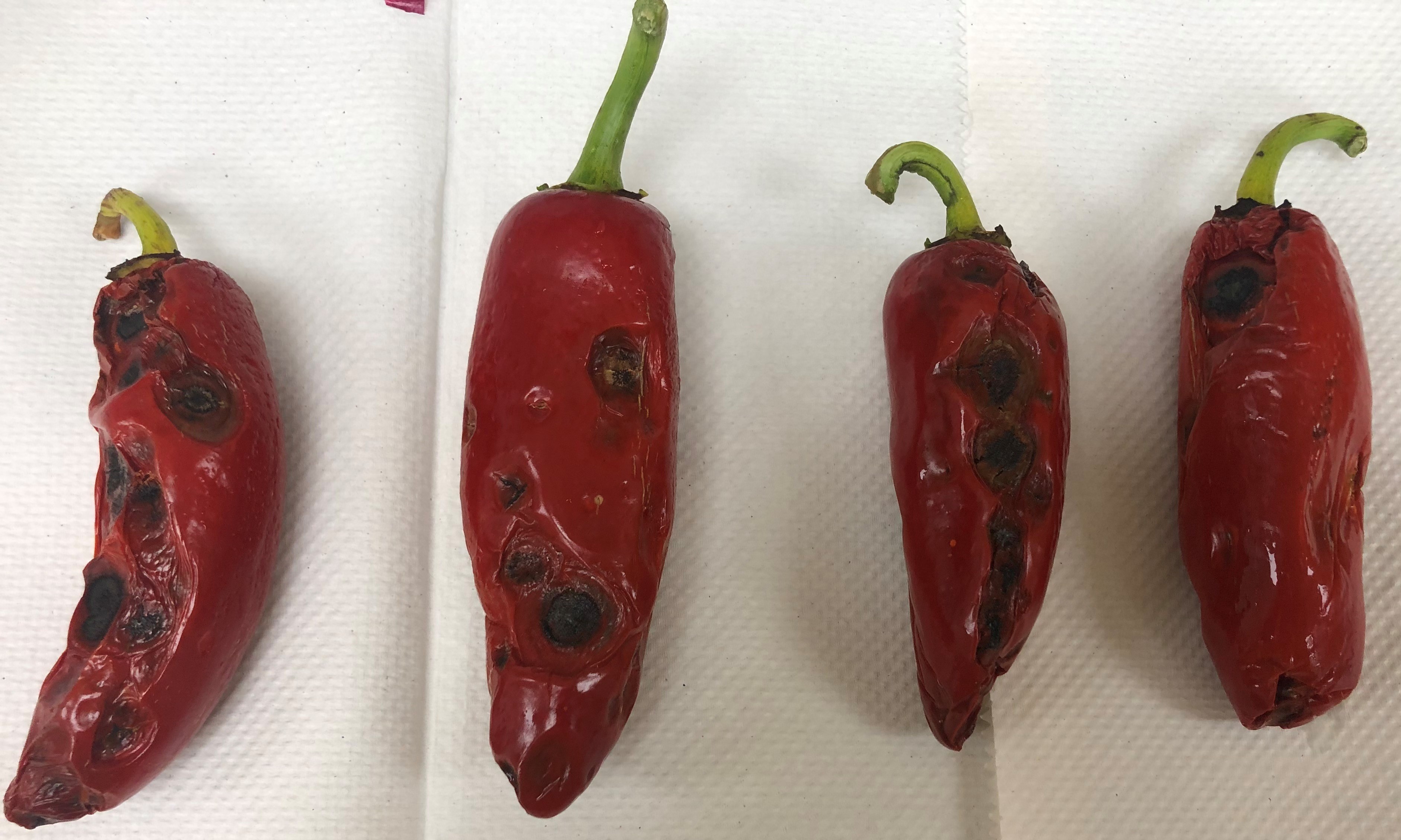 Anthracnose in pepper