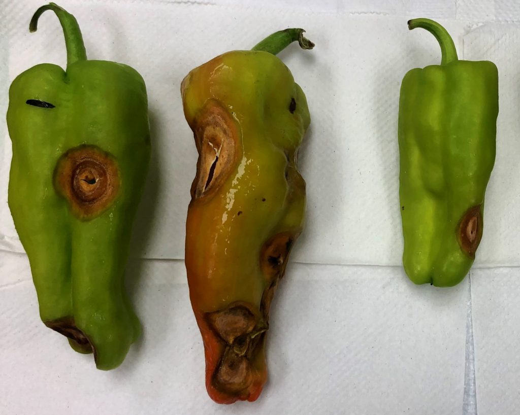 Anthracnose in pepper