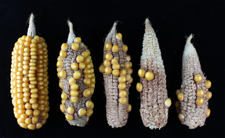 Corn research