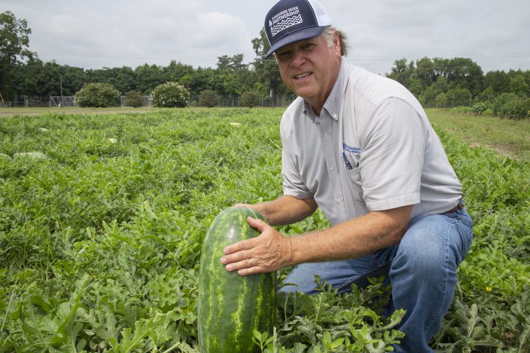 Florida watermelons