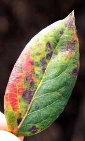 Leaf rust disease