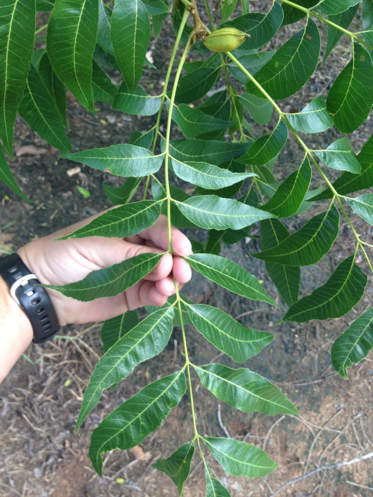 Pecan leaf sampling