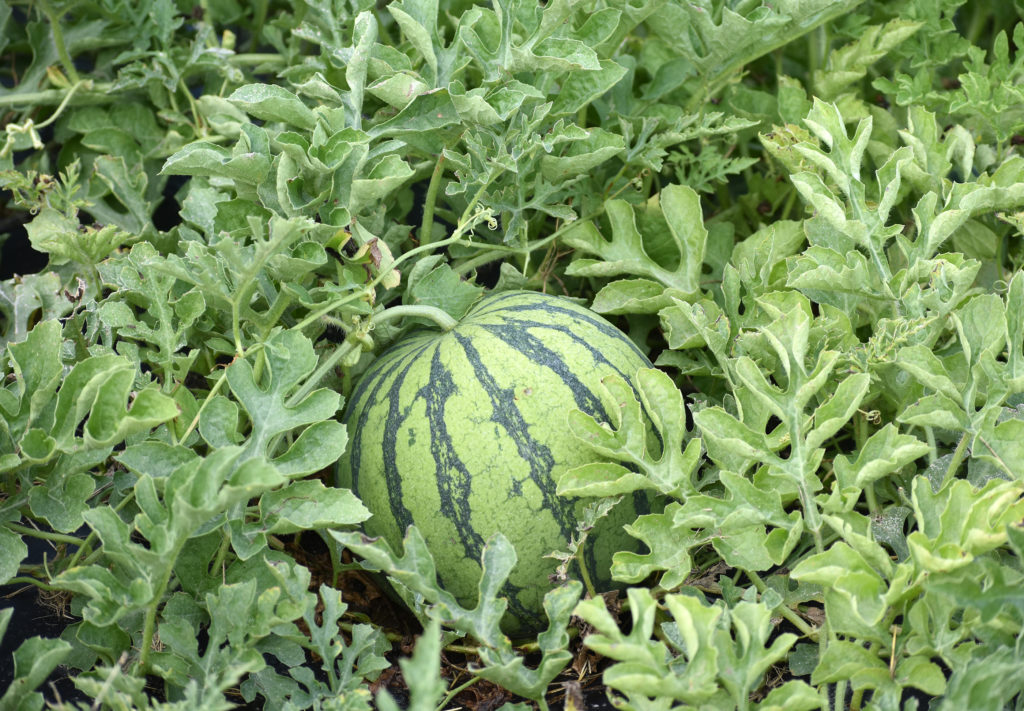 Watermelon Research