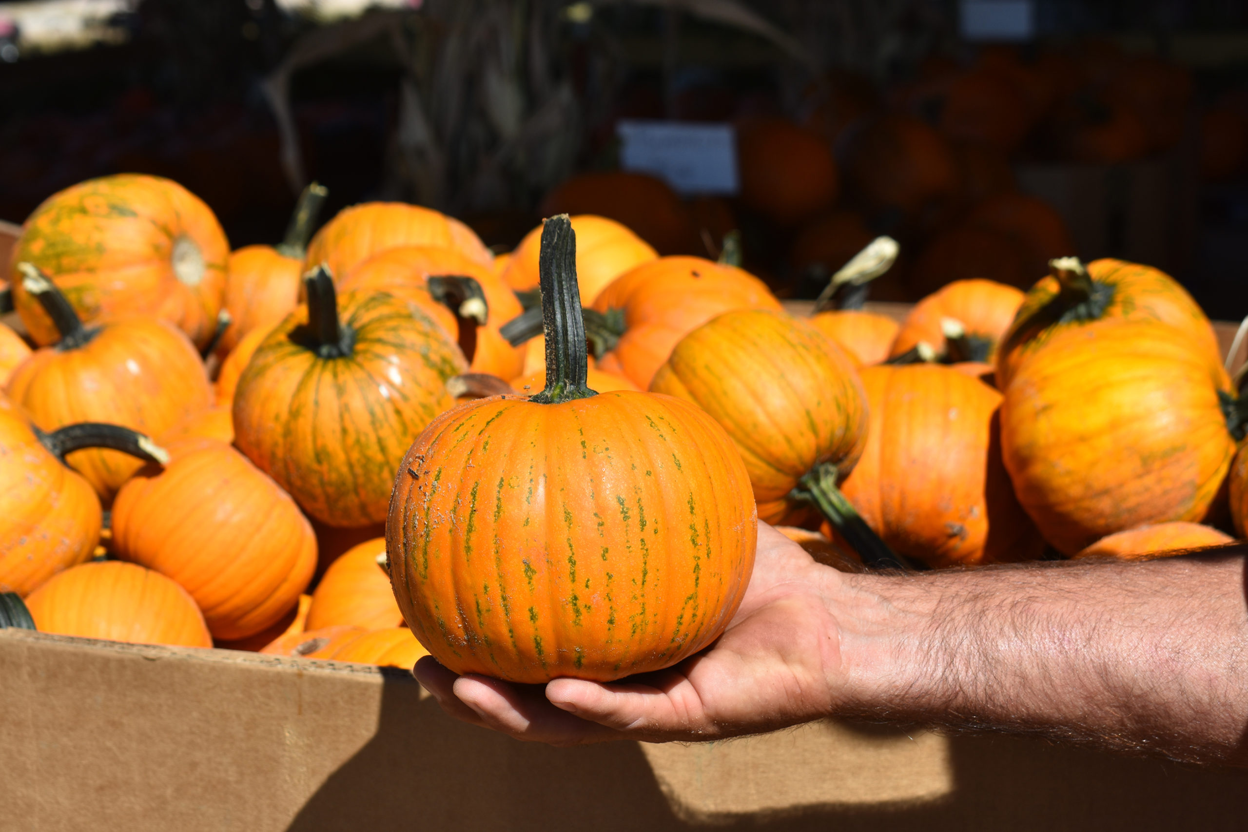 Featured image for “Strong Pumpkin Season in North Georgia”