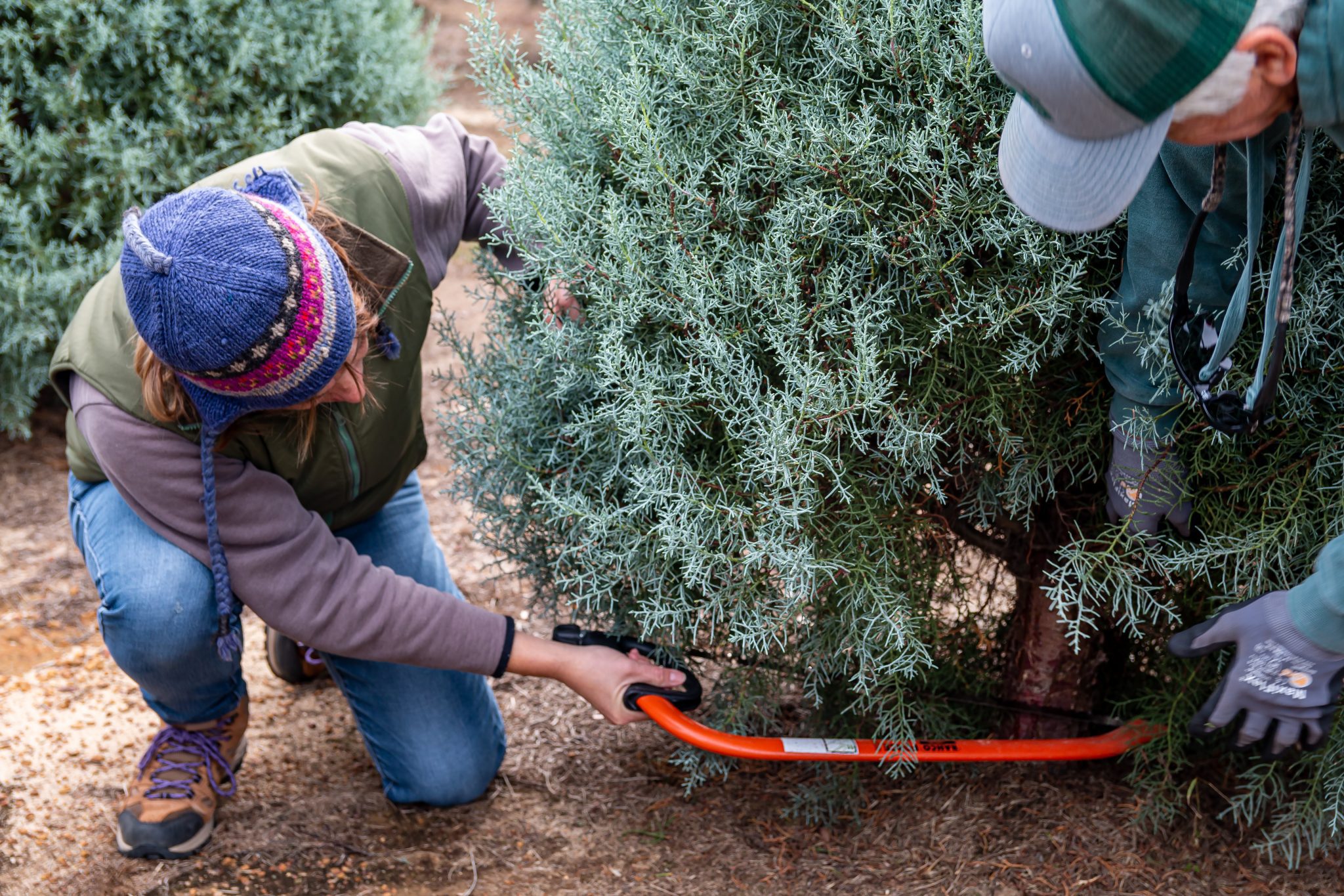 Featured image for “Christmas Tree Grower: Weather Events Led to Challenging Production Season”