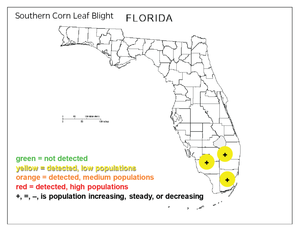 Southern Corn Leaf Blight Disease