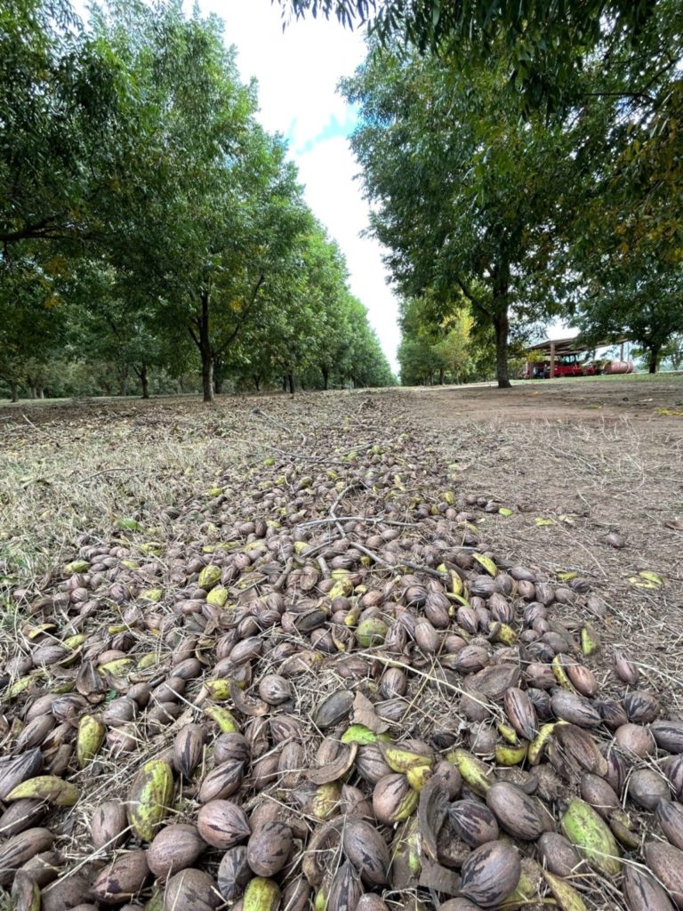 Pecan Crop