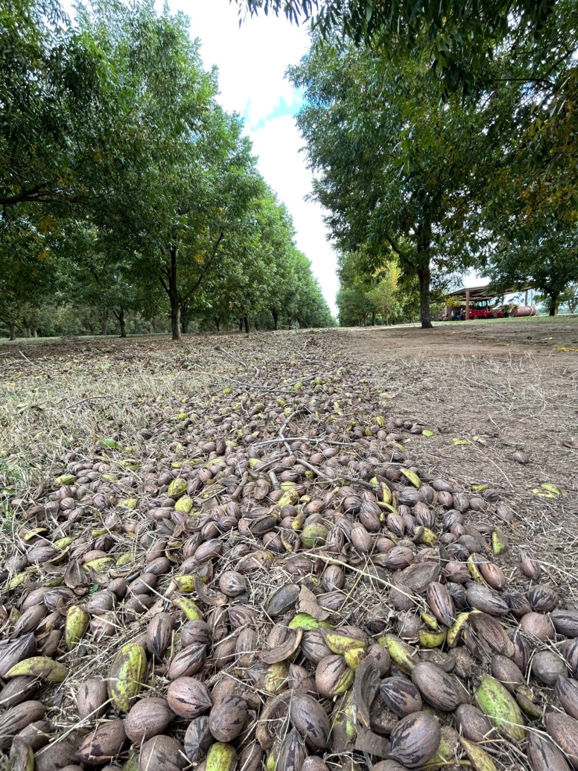 Featured image for “Reality Setting In: Pecan Crop Much Shorter Than Expected”