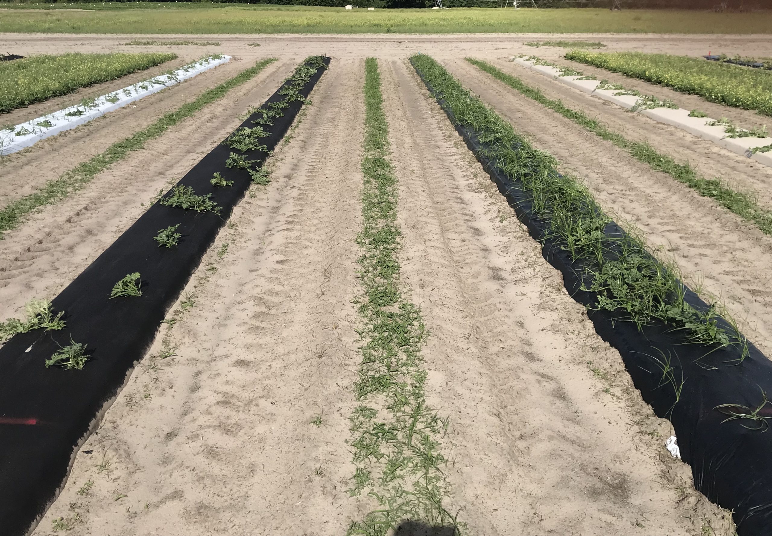 Featured image for “Worth the Investment: Paper Mulch a Huge Benefit to Florida Watermelon Growers”