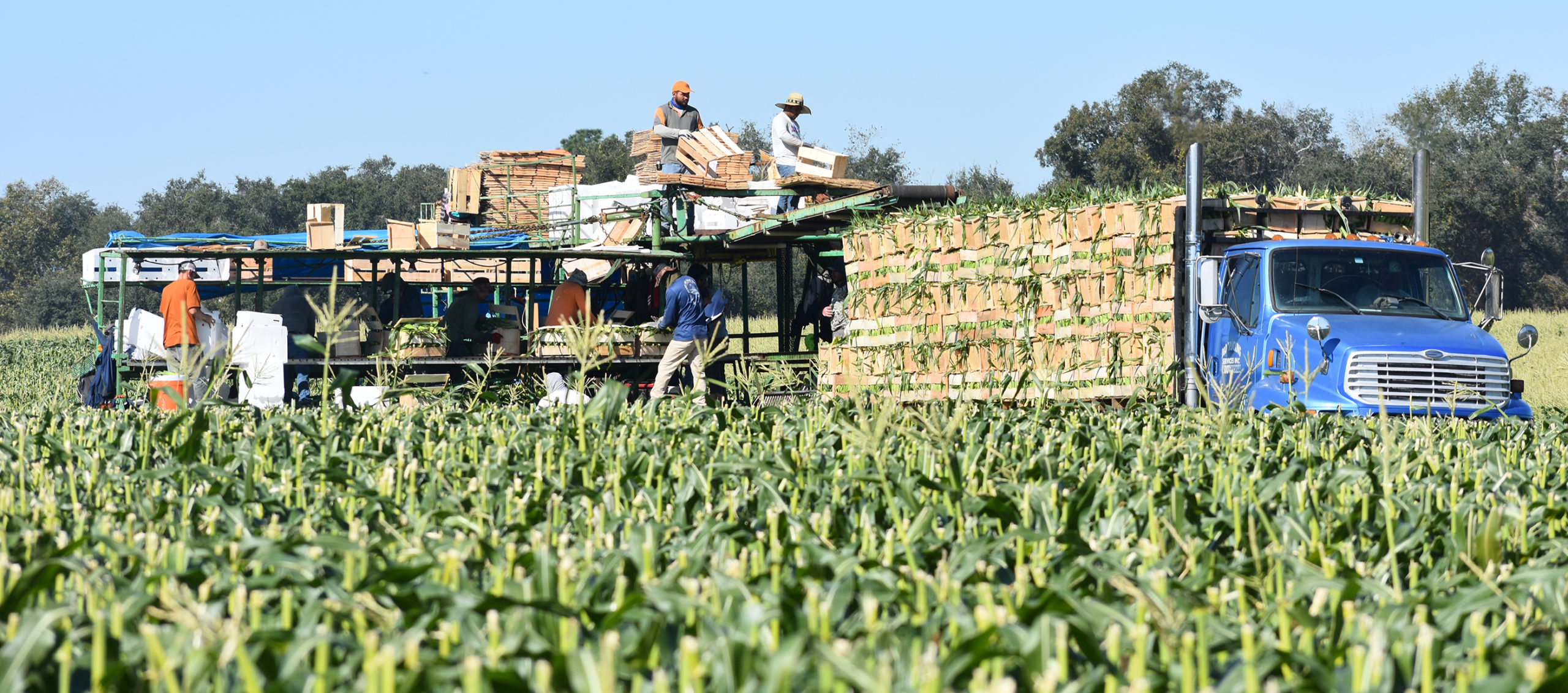 Featured image for “Delays Impacting H-2A Program”