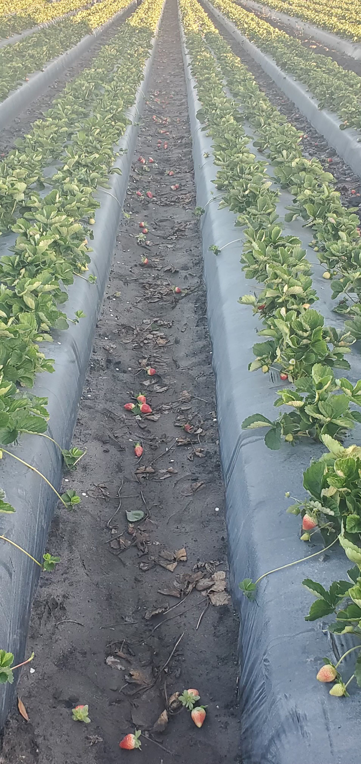 Adverse Weather Conditions Challenging Florida Strawberry Producers
