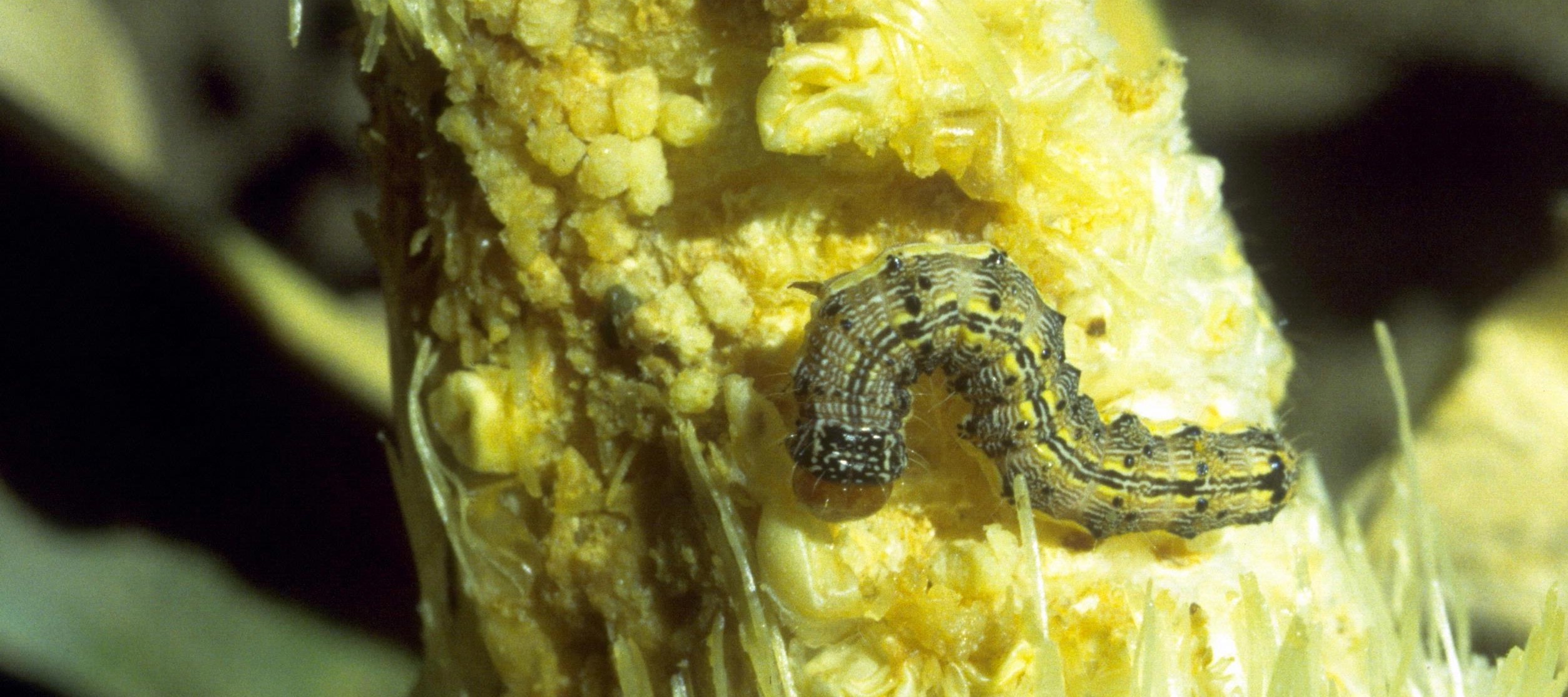 Corn Earworm a 'Ridiculous' Pest in South Sweet Corn