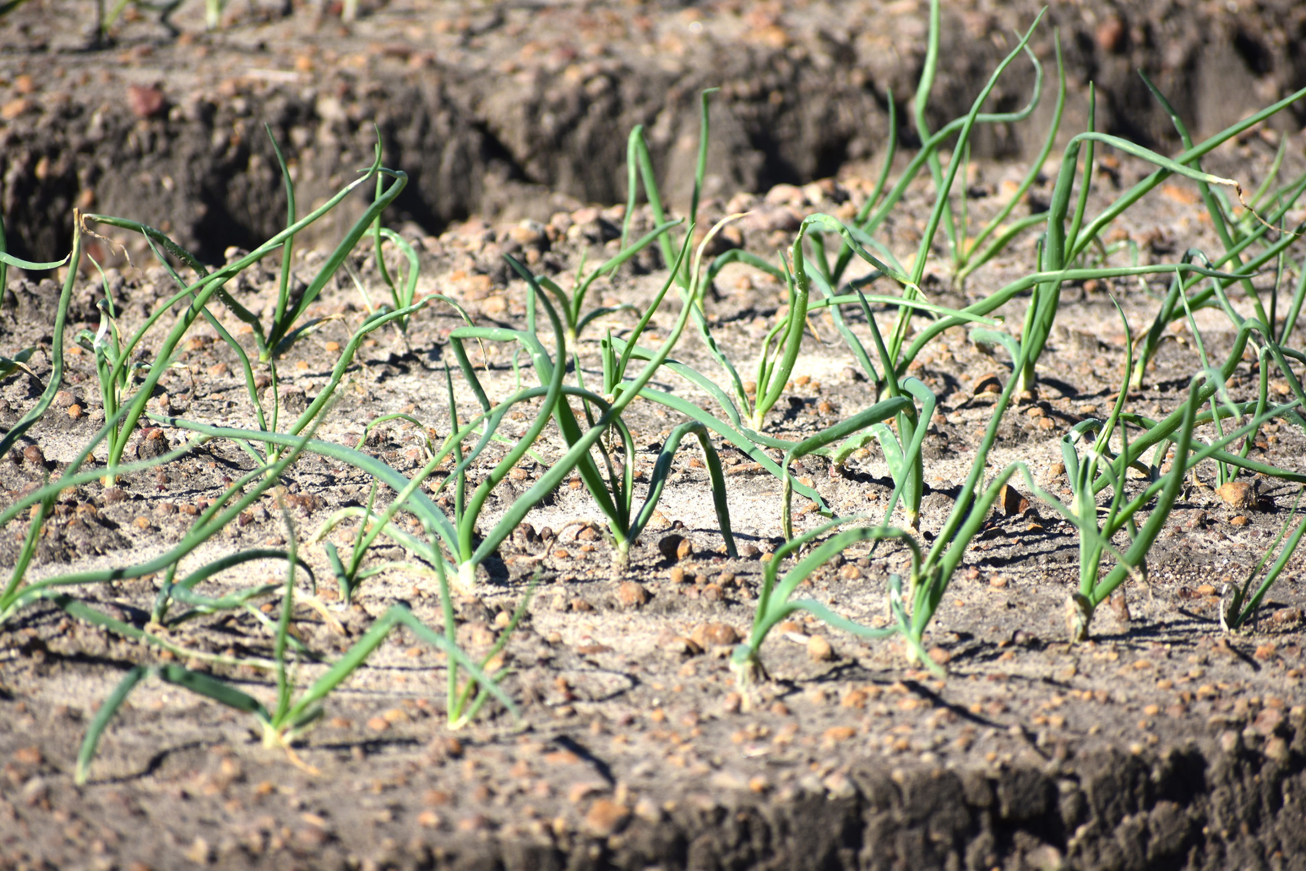 Vidalia Onion Crop Producing Excellent Plant Stands So Far Specialty