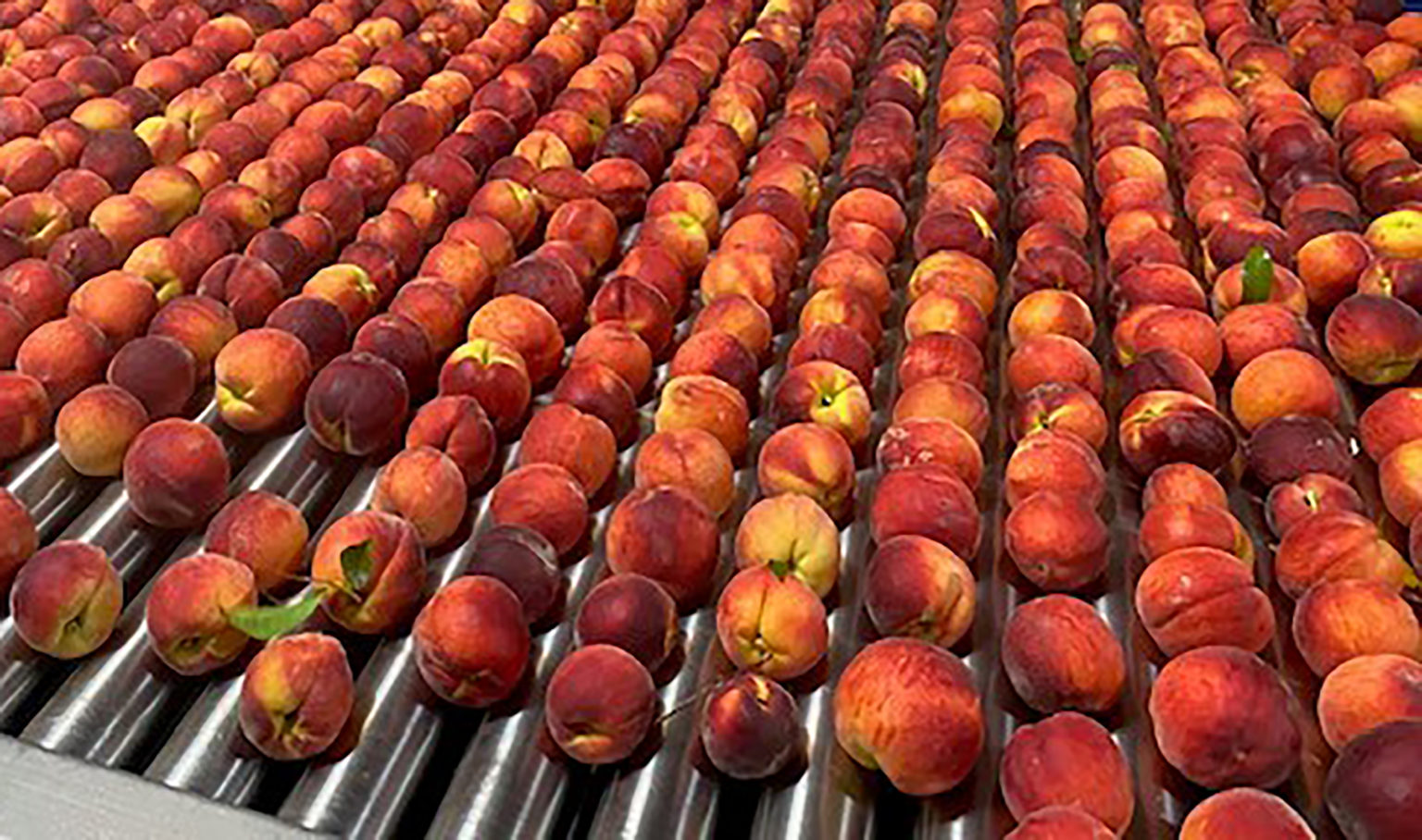 Chill Hours Increasing for Peach Producers Specialty Crop Grower