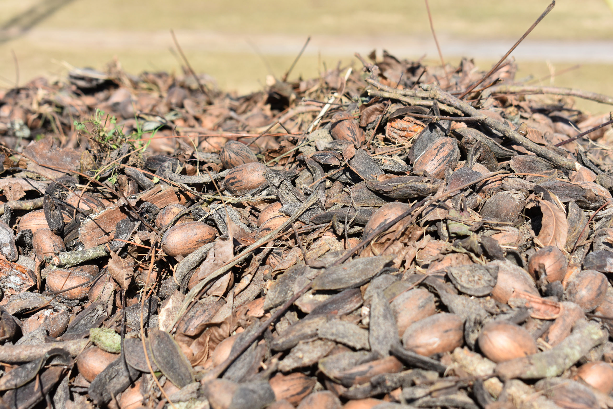 Pecan Production Meetings to Be Offered Across Georgia - Specialty Crop ...