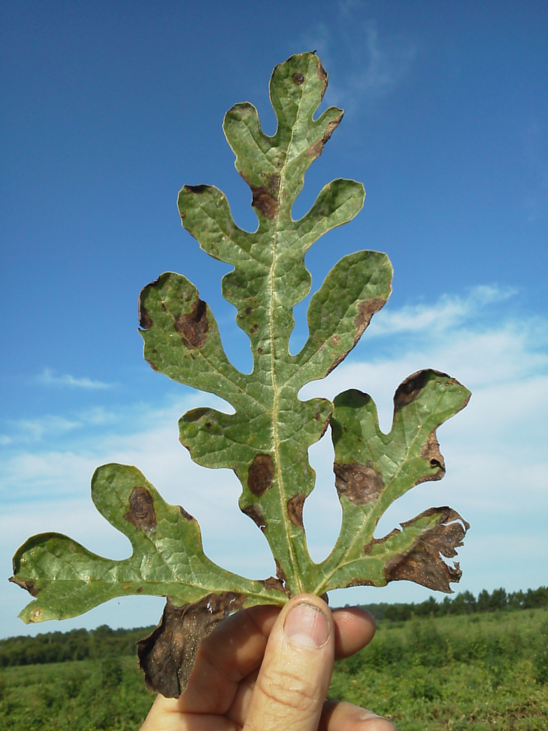 Featured image for “Rainy Impact: Expect Disease Pressure Increase in North Florida Watermelons”