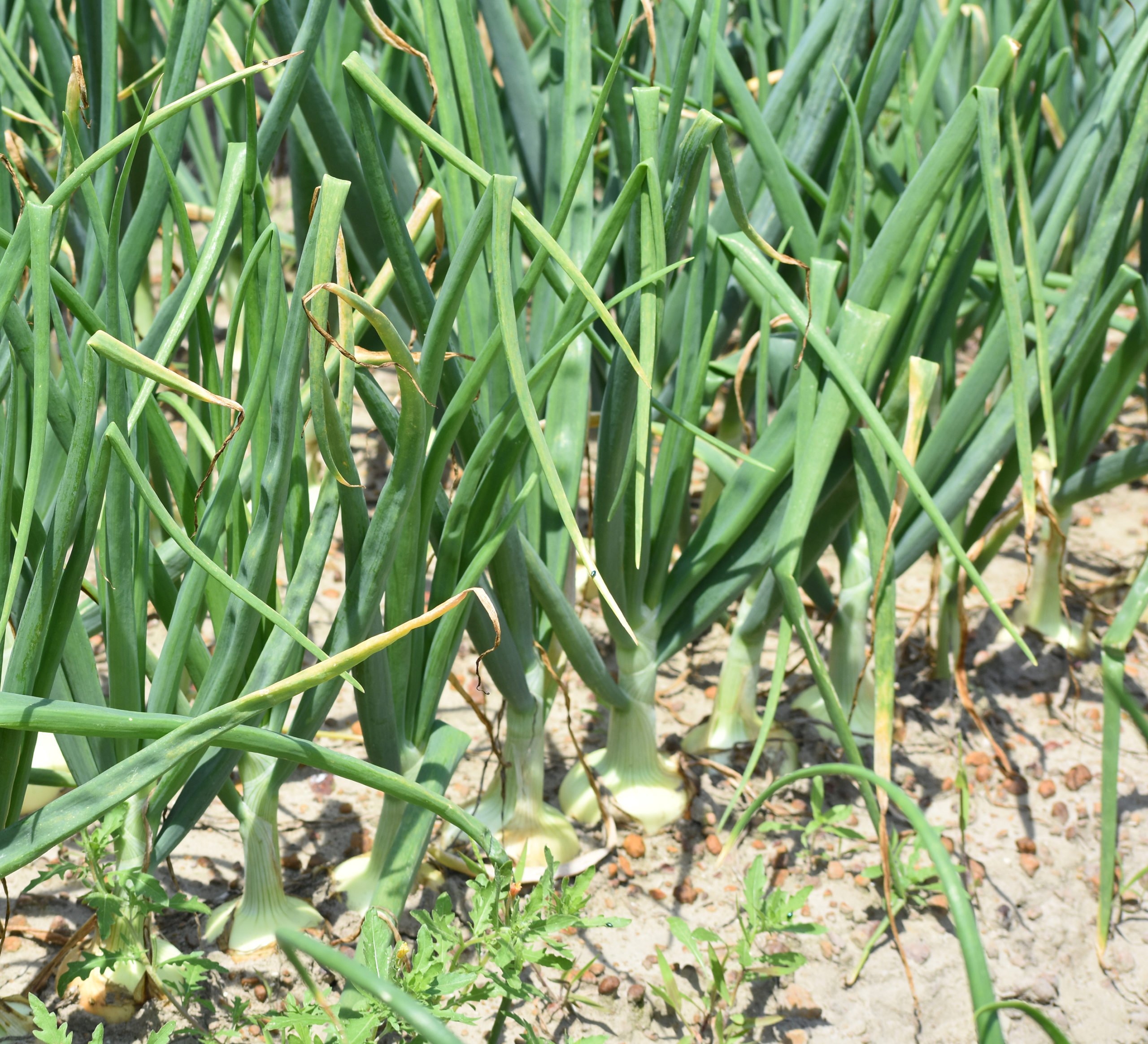 Featured image for “Vidalia Onion Plants Progressing Following Recent Cold Snap”