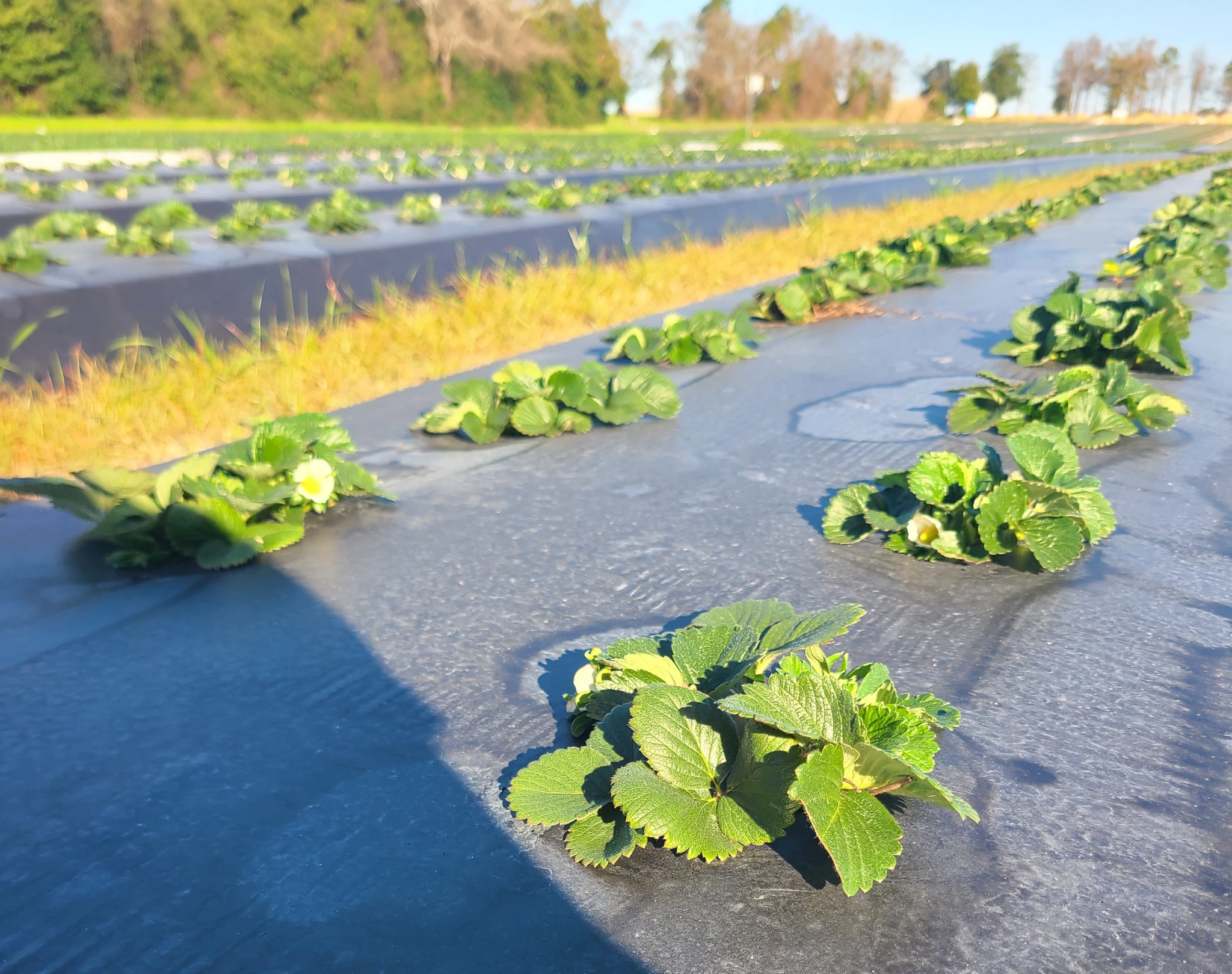 Featured image for “What’s Happening? Clemson Extension Agents Provide Crop Updates”