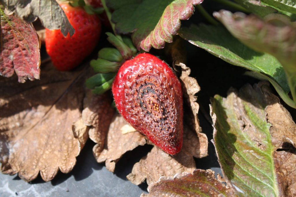 Featured image for “Georgia Strawberry Diseases Widespread, Devastating”
