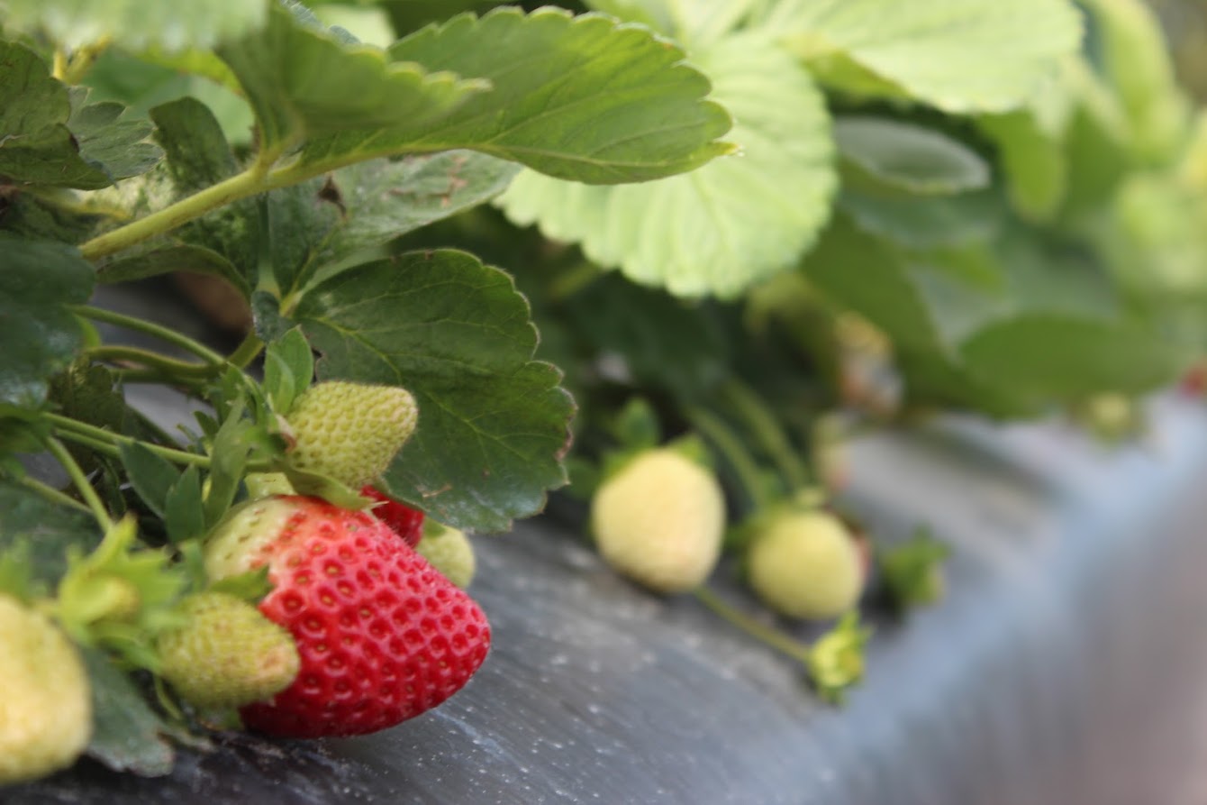 Featured image for “Sign of Resilience: Florida Growers Ensure Fresh Strawberries Are Available This Season”