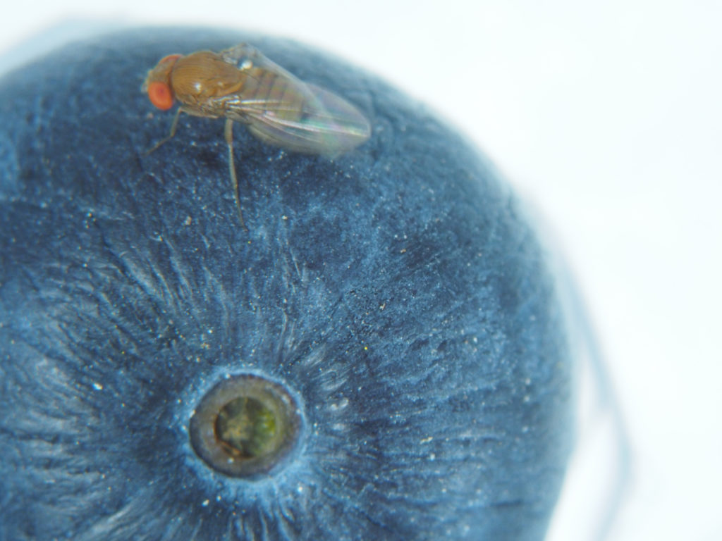 Featured image for “Not Going Away: UGA Entomologist Cautions Blueberry Producers Against SWD”