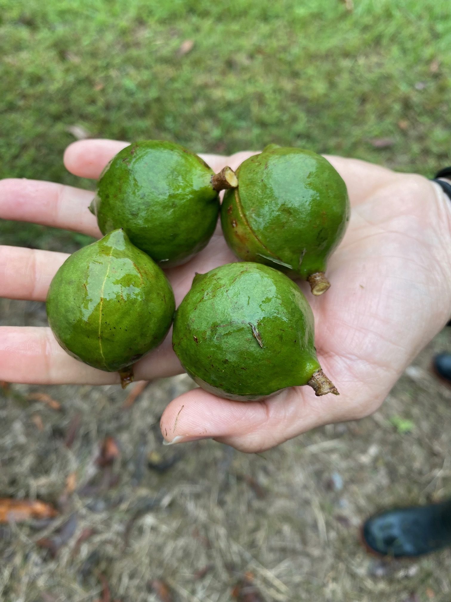 Featured image for “Who’s Feeling Nutty? UF/IFAS Macadamia Research Needs Volunteer Producers”