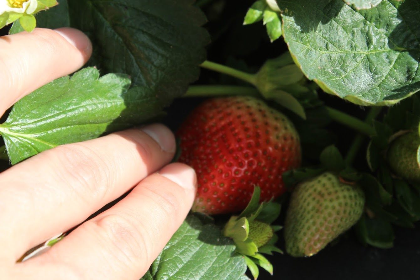 Featured image for “U-Pick Strawberry Seasons Kicks Off Spring Agritourism Activities in South Carolina”
