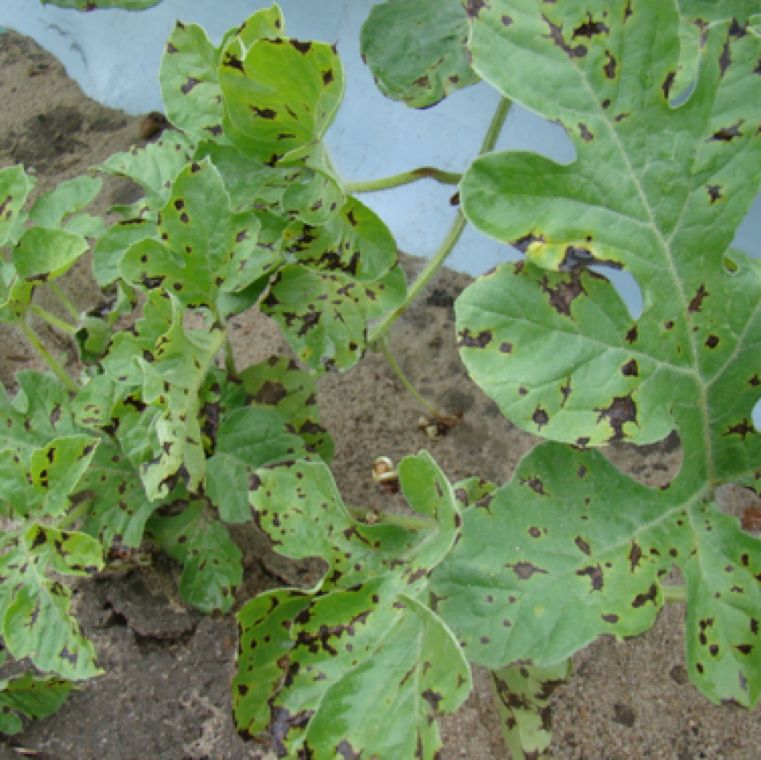 Featured image for “UGA Research Centered on Anthracnose in Cucurbits”